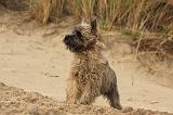 CAIRN TERRIER 358